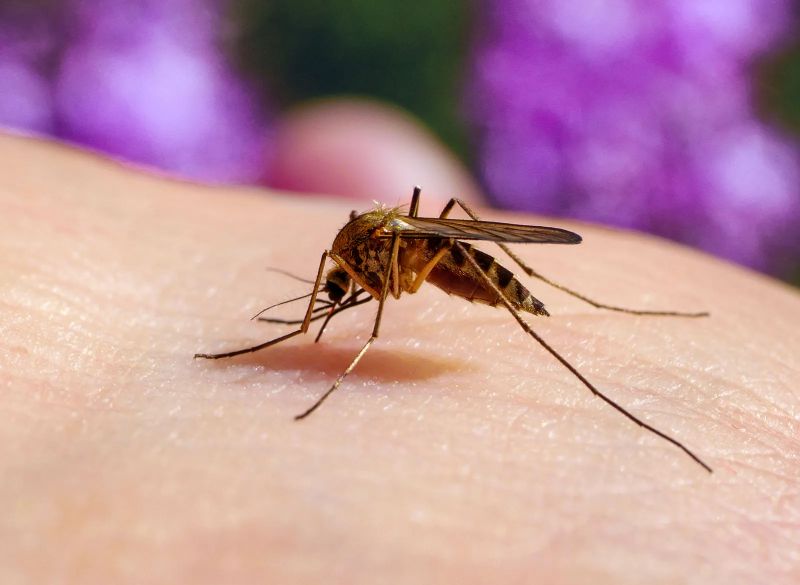 Youth To Join Mosquito Awareness Campaign