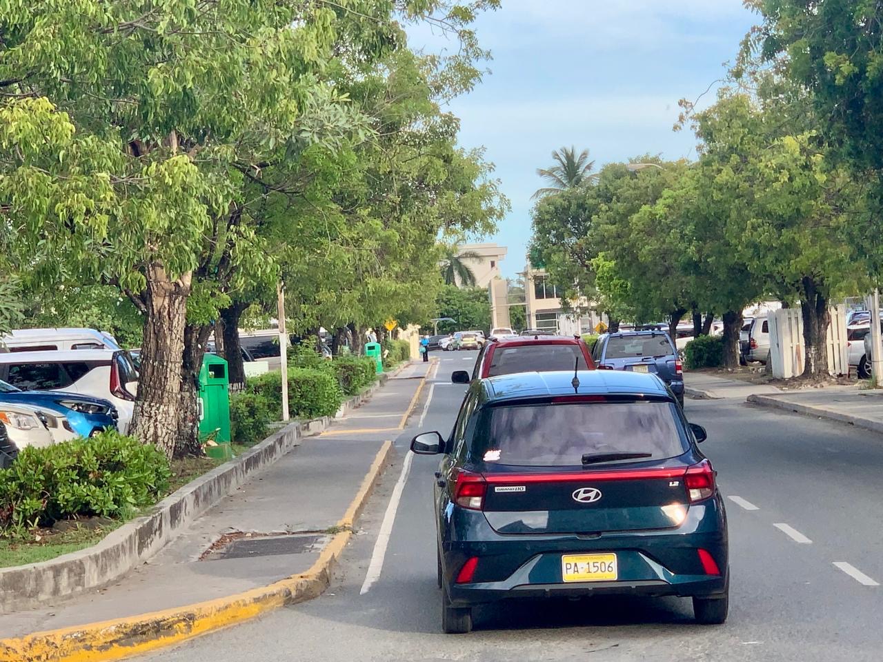 Gov’t Forging Ahead With Replacement Of DeCastro Street Trees